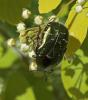 Cetonia aurata